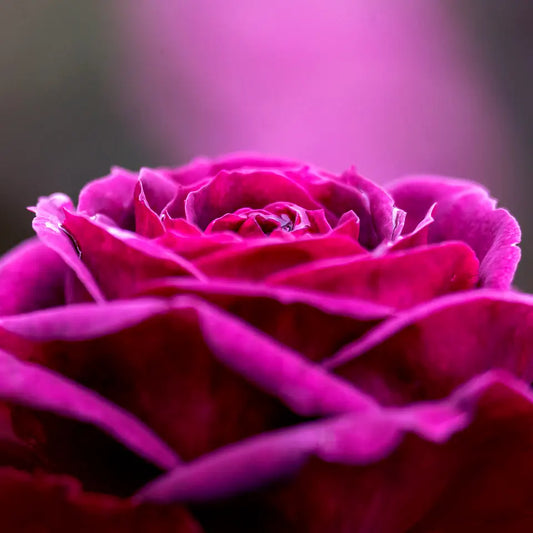 Photo of a purple rose in soft focus