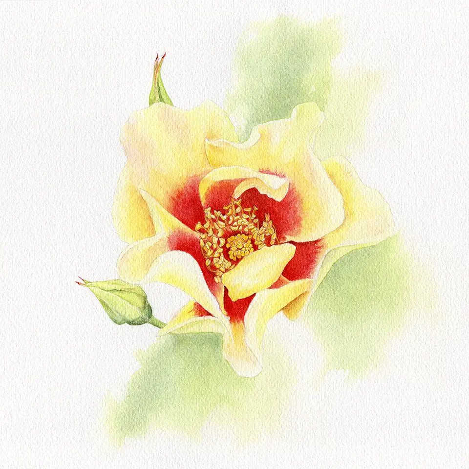 Watercolour painting of a yellow and red rose