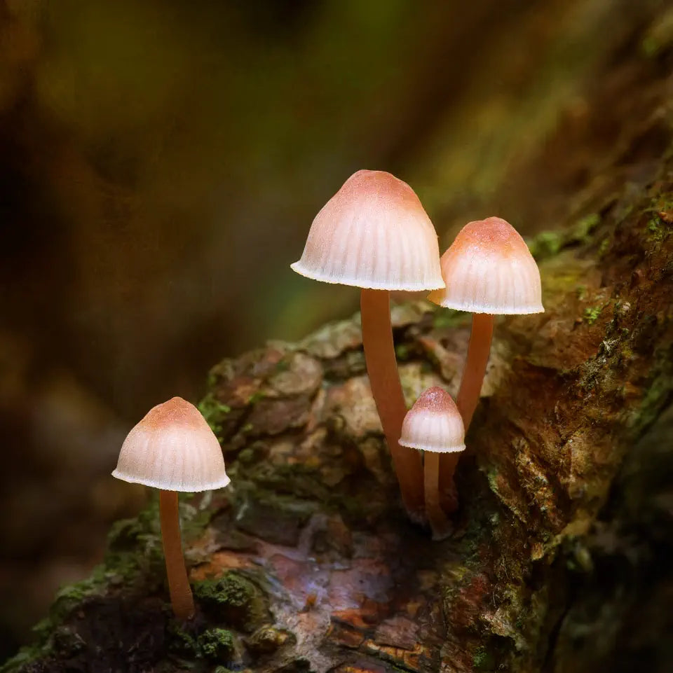 Photo of a fungi family with pretty pink helmets