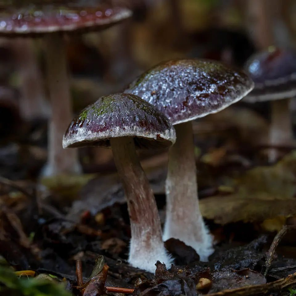 photo of a pair of fungi with glistening tops