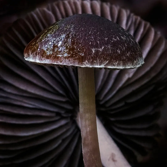 A photo of a fungi haloed by a fallen fungi