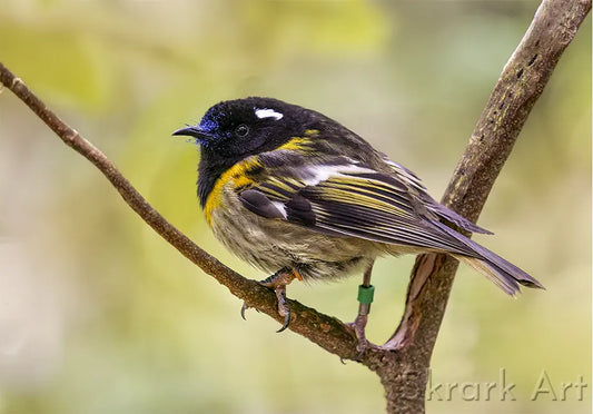 a male hihi on a branch. He has blue pollen on this beak.