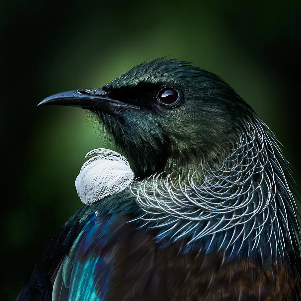 Photo of a resplendent tui in profile