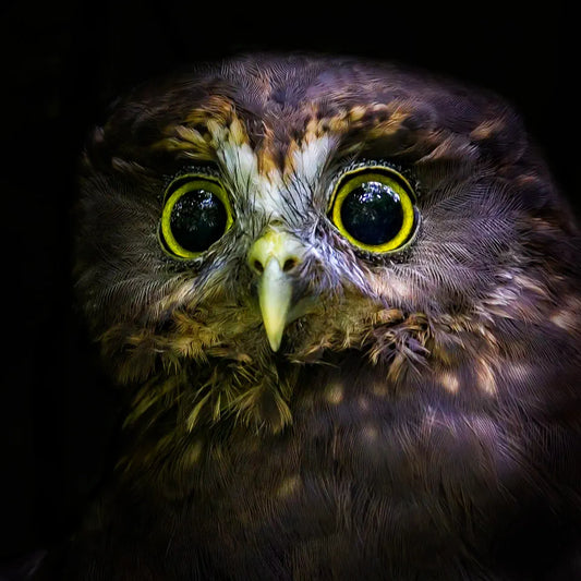 Fine-art photograph of a ruru owl with huge yellow eyes