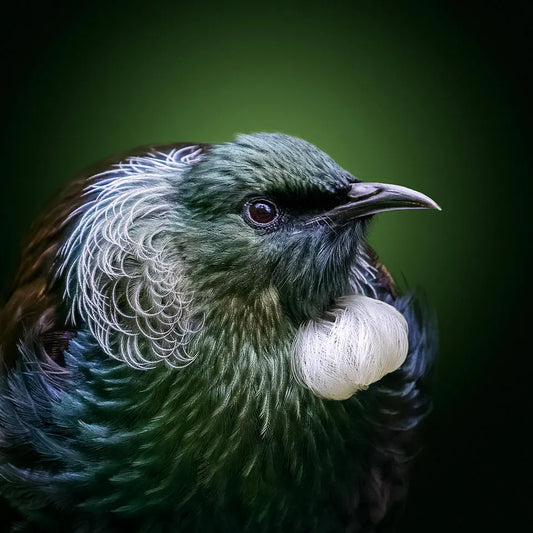 Photo of a smug-looking fat tui bird