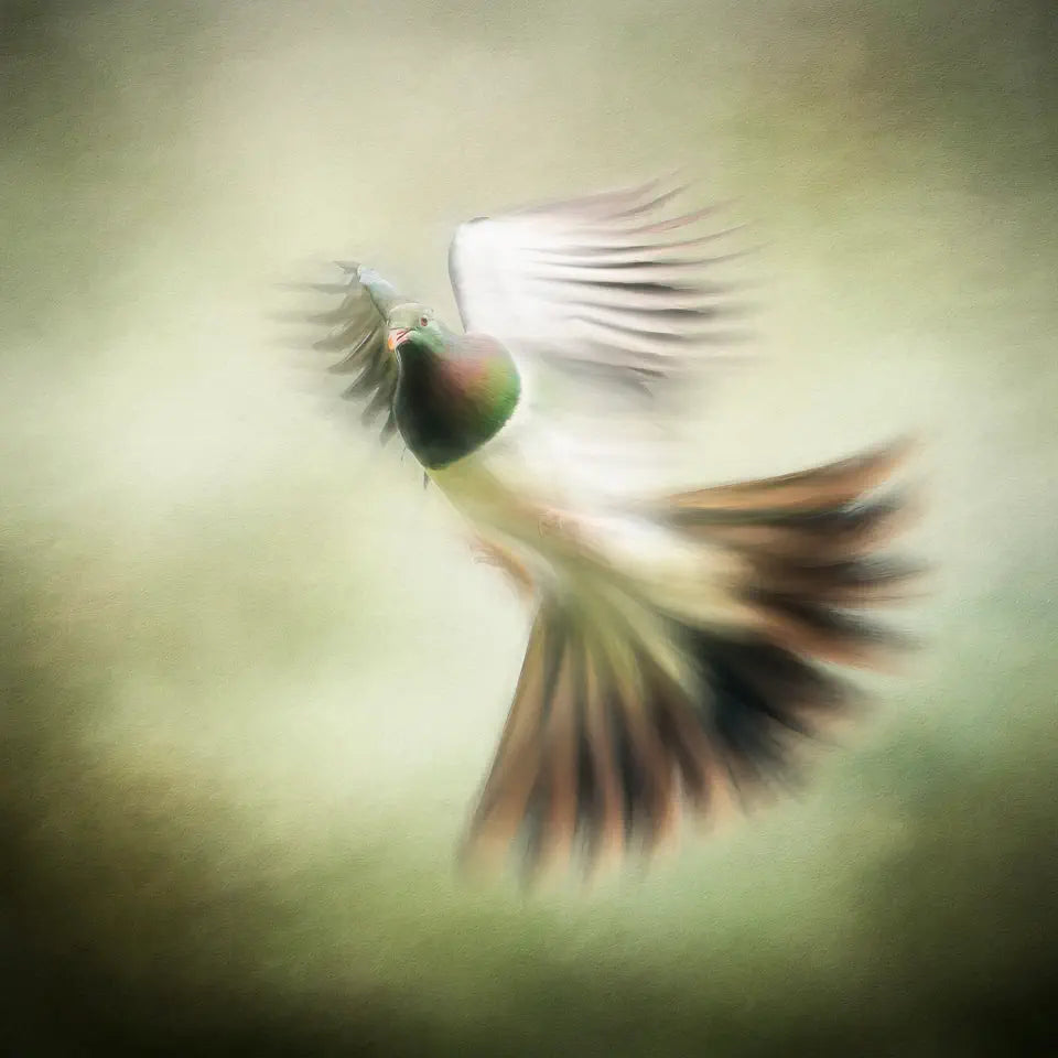 Artwork of a flying kereru pigeon with a pastel effect