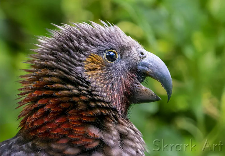 profile photo of a kaka parrot fledgling with hackles raised
