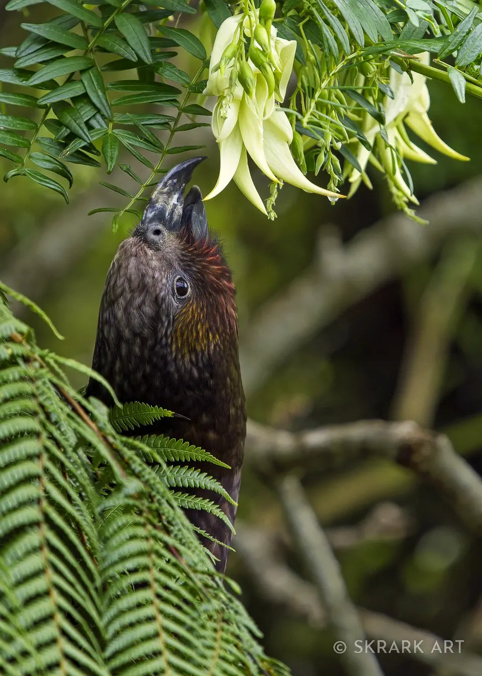 A kaka parrot stretches behind a mamaku fern leaf to reach a white kakabeak flower dangling above her head