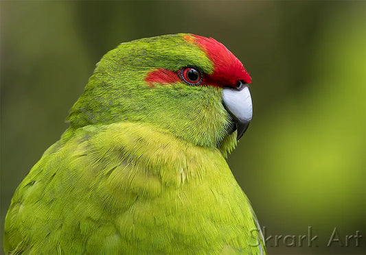 photo of a kakariki