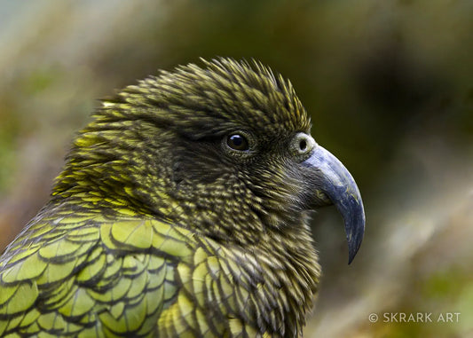 photo of a kea in profile