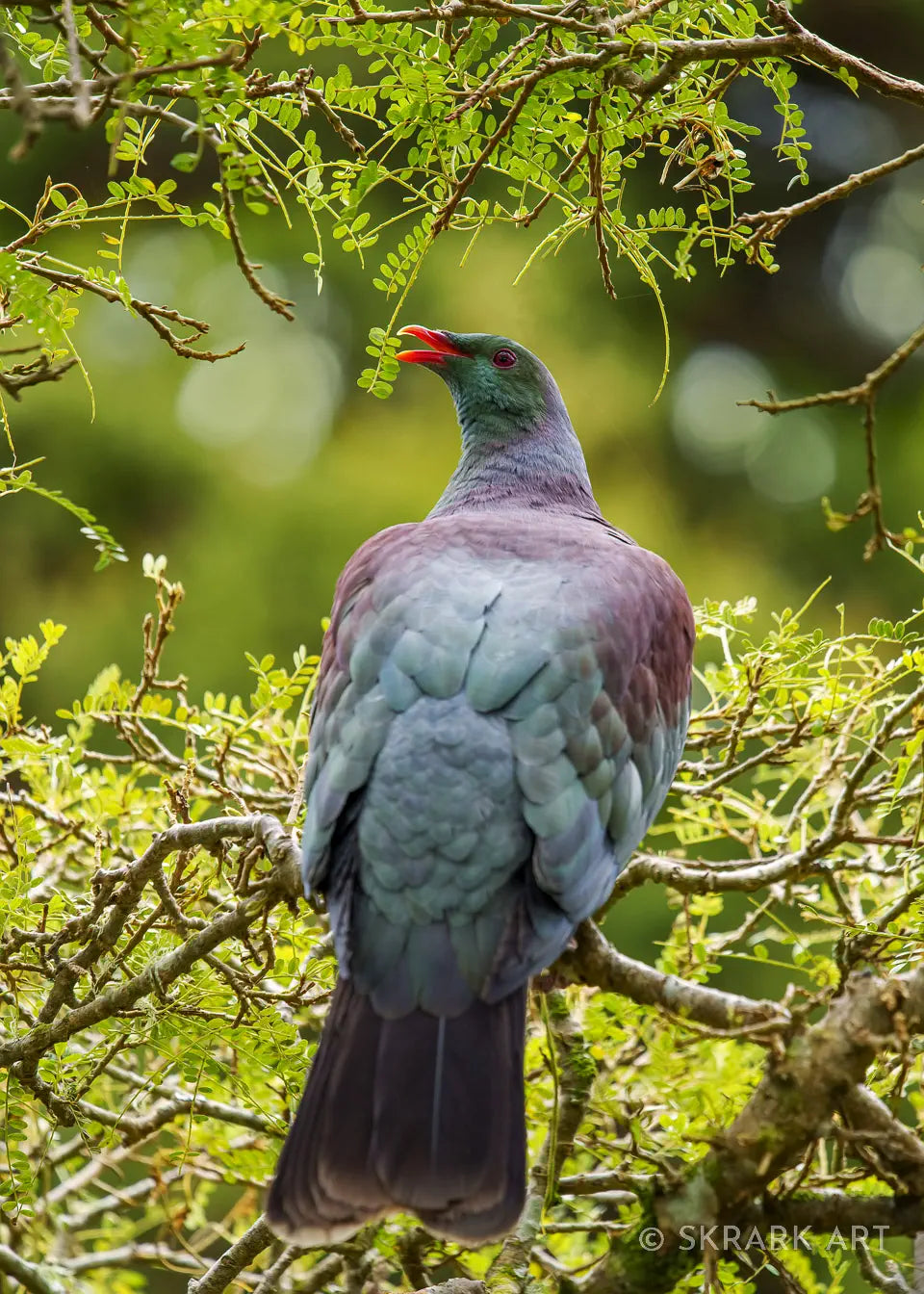 kereru pigeon stretching to eat a kowhai leaf