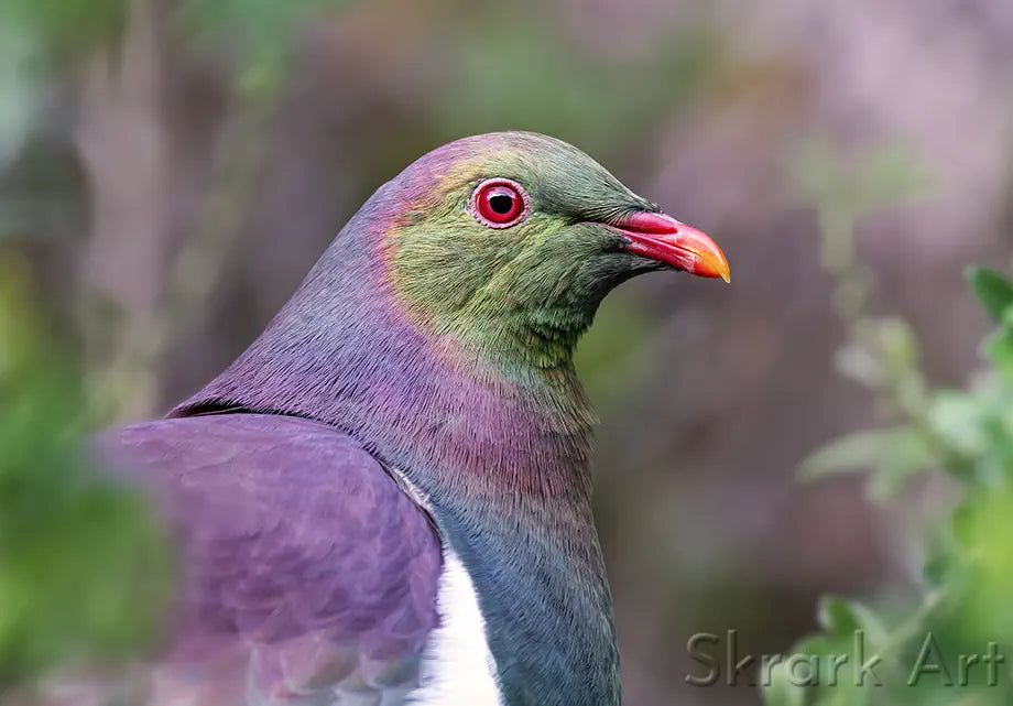 photo of a kereru close-up