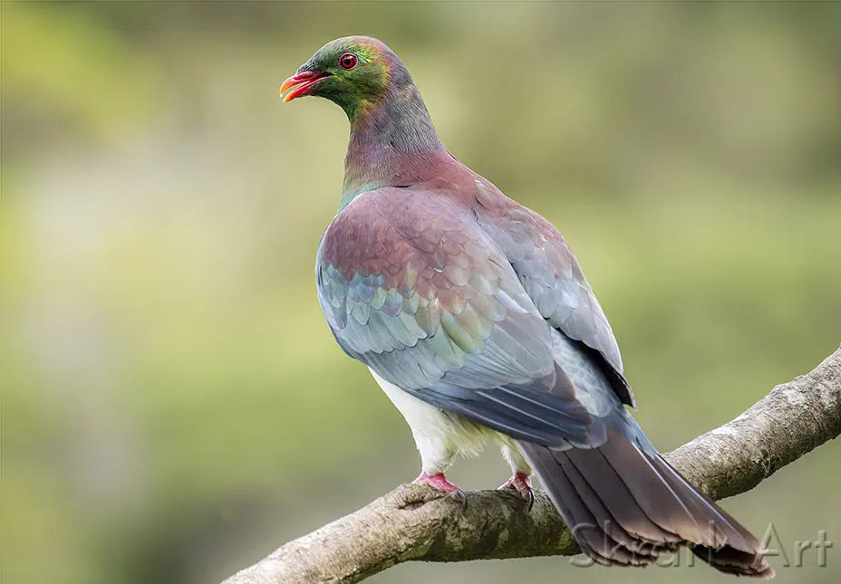 photo of a kereru on a branch