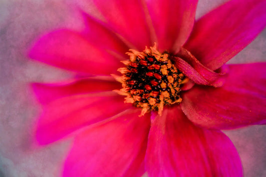 A photo of a brilliant magenta dahlia in soft focus with a textured background