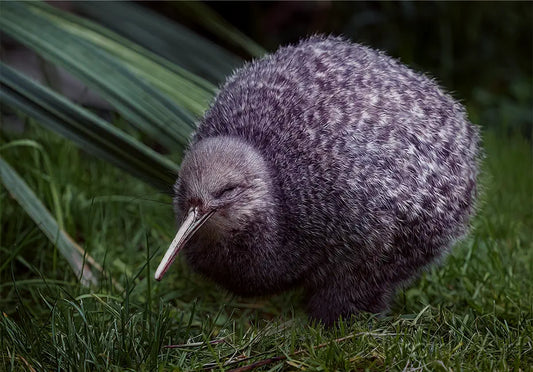 photo of a kiwi foraging at night