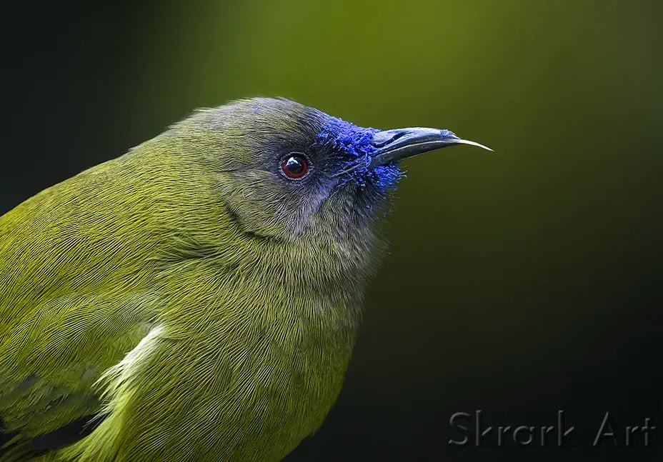 Korimako or bellbird profile with tongue sticking out and blue nectar around base of beak