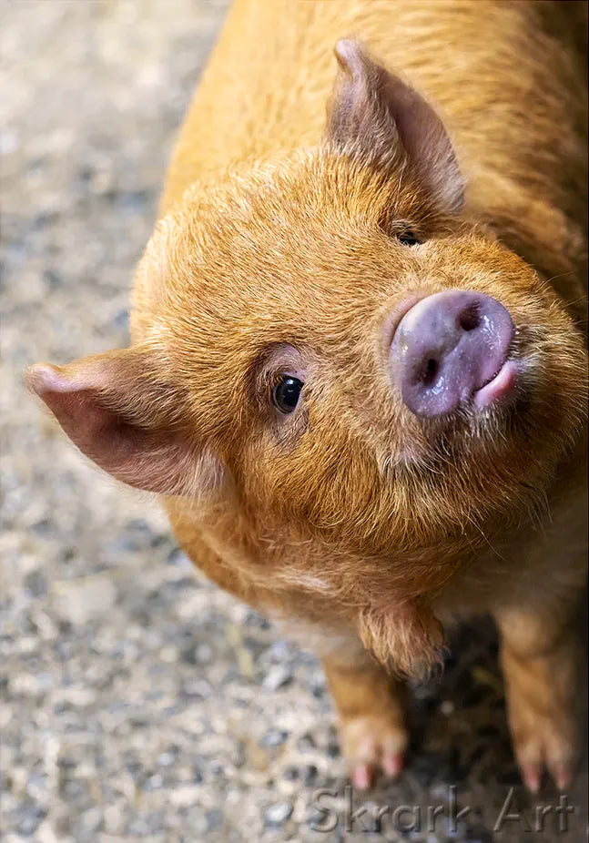 photo of a kune kune piglet