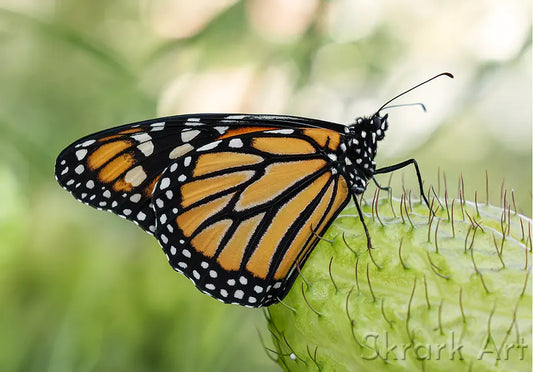 Monarch butterfly on a swan plant seed capsule