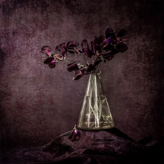 Still life photo of purple-black sweetpea flowers in a conical glass vase against a textured background