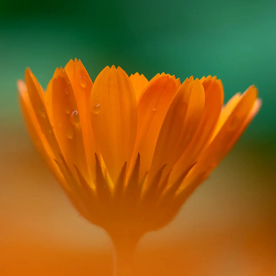 A photo in soft focus of an orange calendula flower with dew drops against an orange and green background