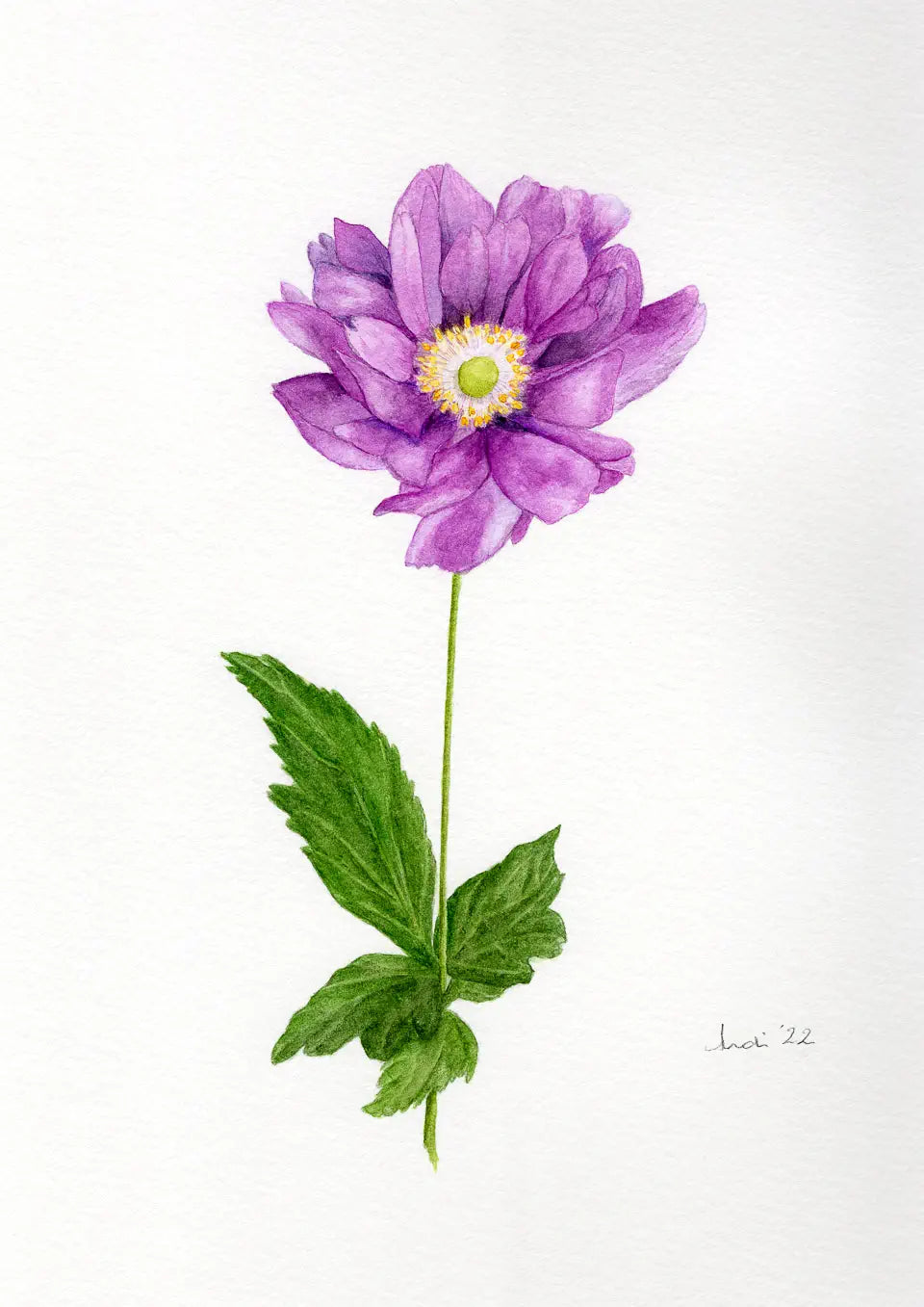 Watercolour painting of a pink flower