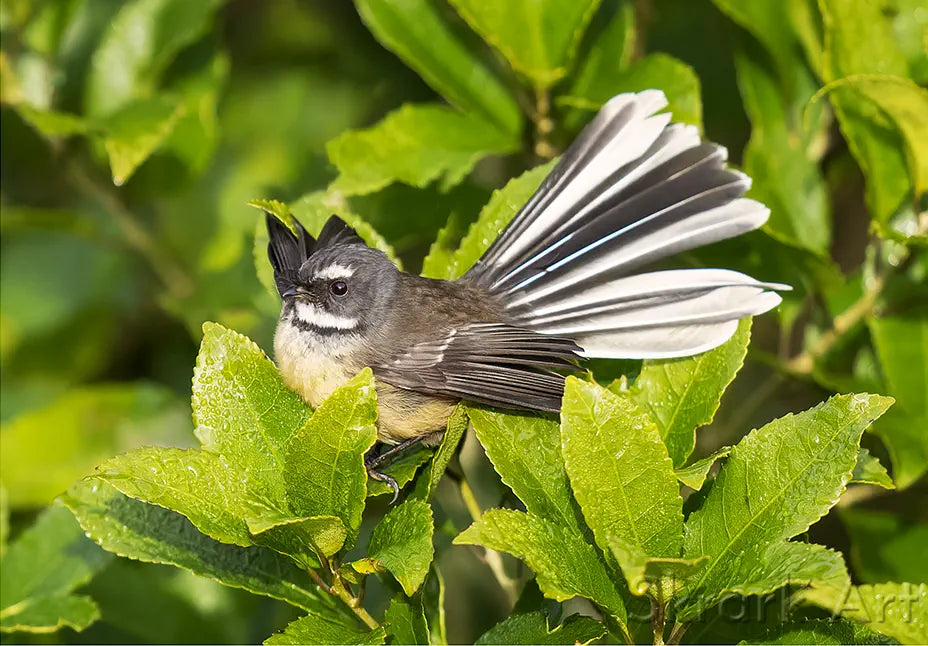 A cute fantail perched on dew-kissed mahoe leaves