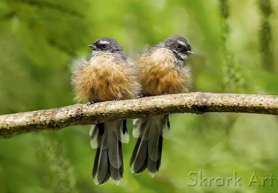 Two fluffy fantails on a branch