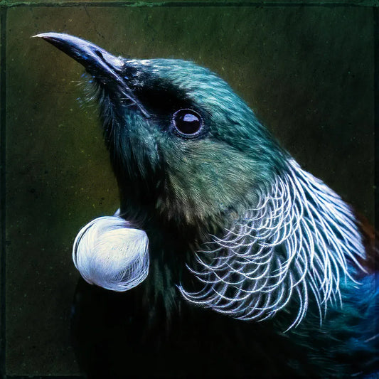 An artwork of a tui portrait in profile