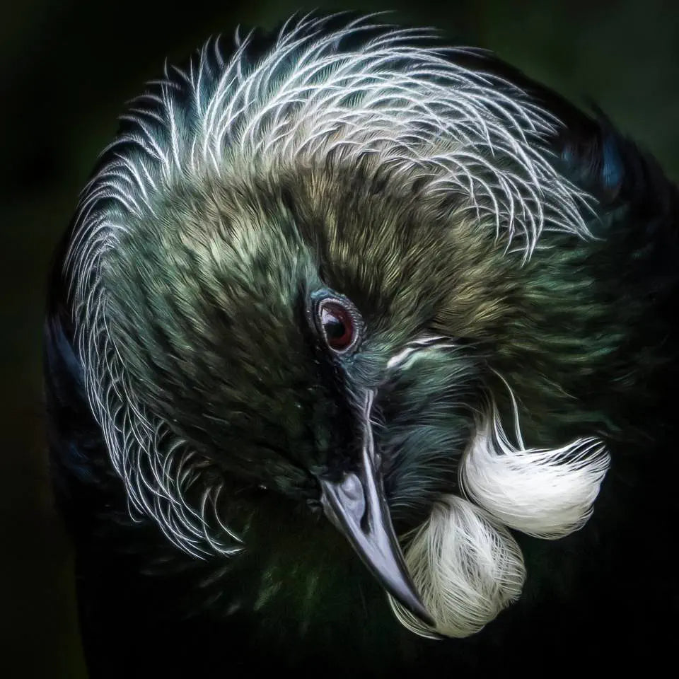 A portrait of a tui bird with white neck feathers creating a halo