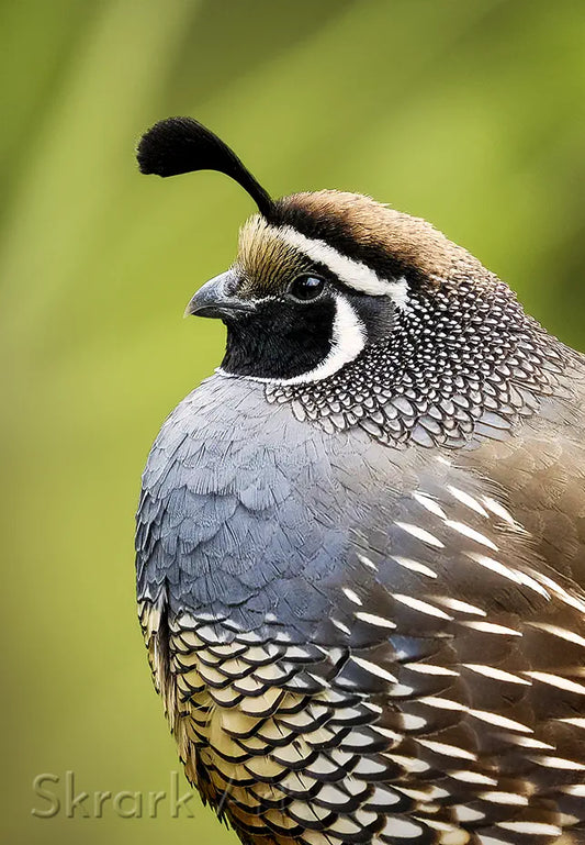 close up of a male california quail