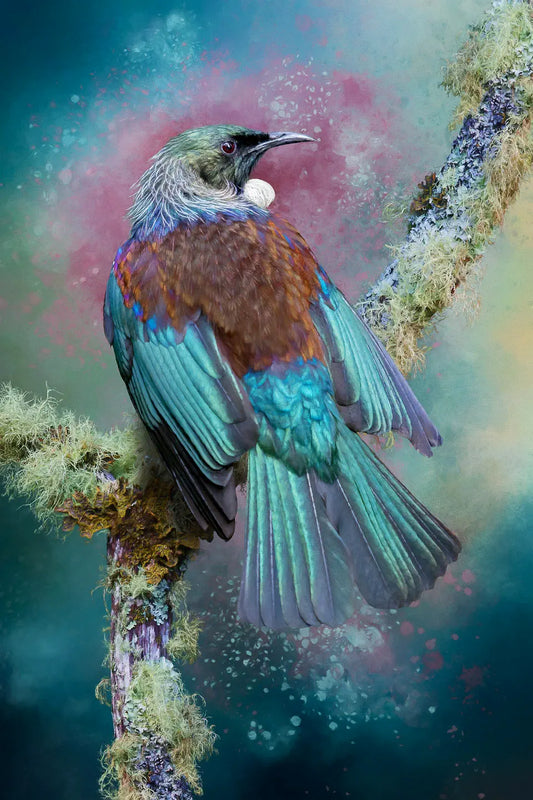 An artwork of a stunning tui on a lichened branch. The view is of the back of the bird, showing iridescent wings, rump, and tail feathers.