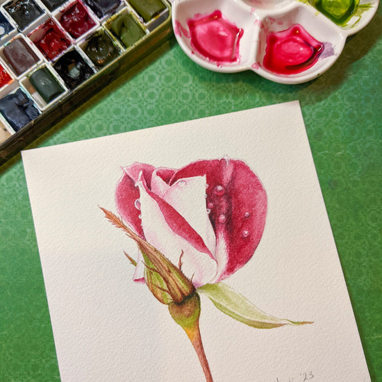 video of a watercolour painting of a red and white rose with art supplies