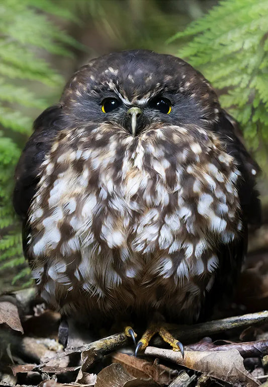 Photo of a fluffy ruru owl