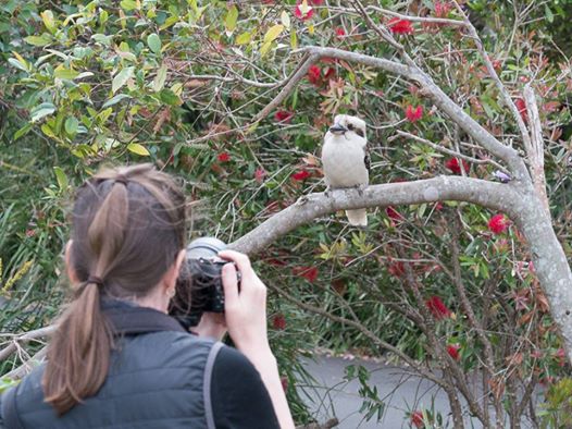 Photo of Judi taking a photo of a kookaburra