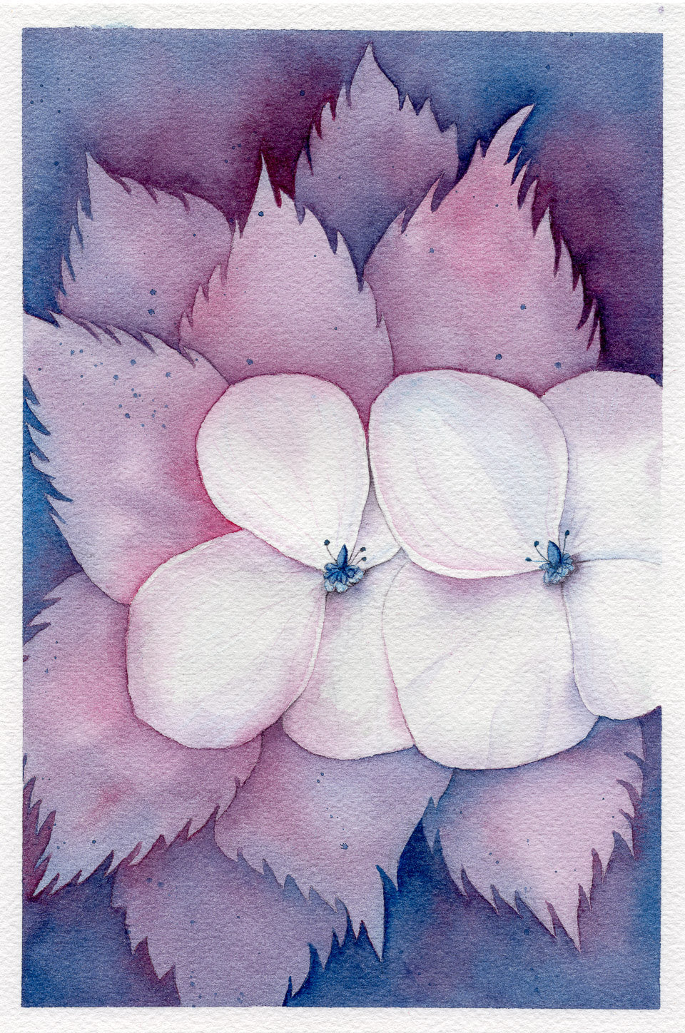 Watercolour painting of two hydrangea flowers nestled in leaves in shades of purple and pink