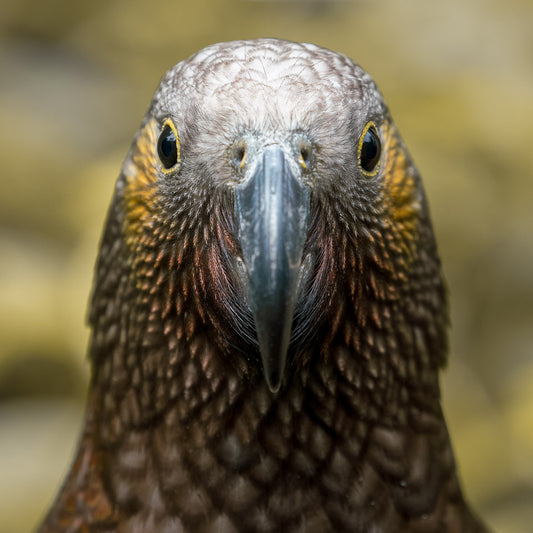 A close-up photo of a kaka parrot face on