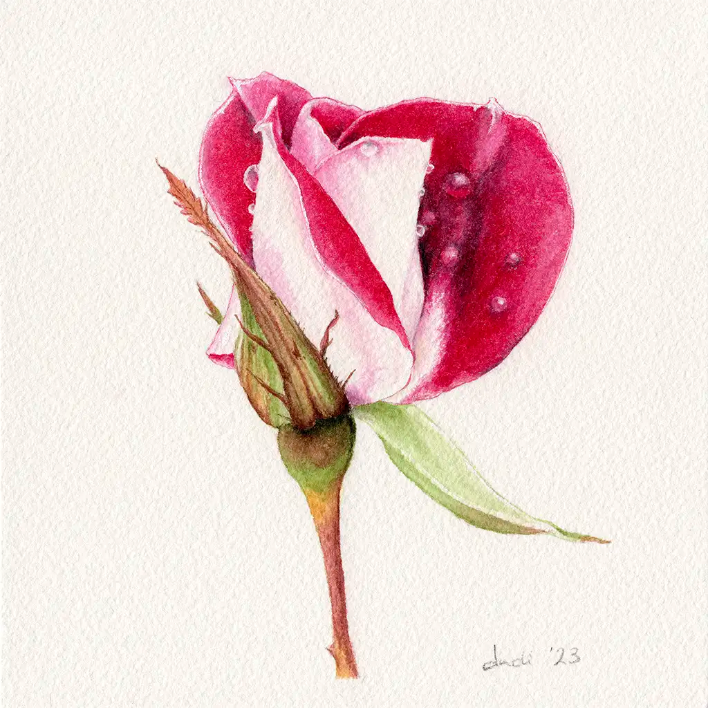 watercolour painting of a red and white rose