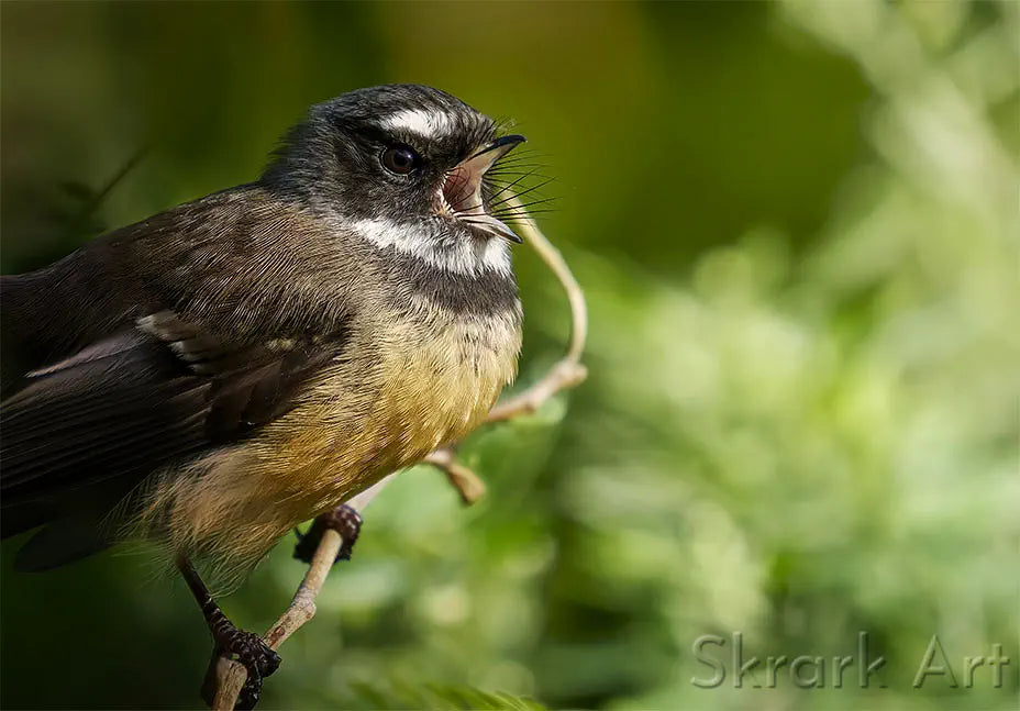 photo of a fantail with wide open beak, singing