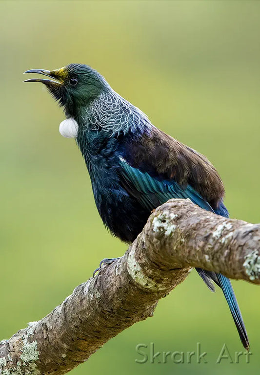 photo of a tui singing on a branch