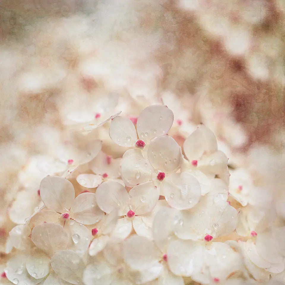 A textured photograph of creamy white hydrangea flowers with tiny pink centres