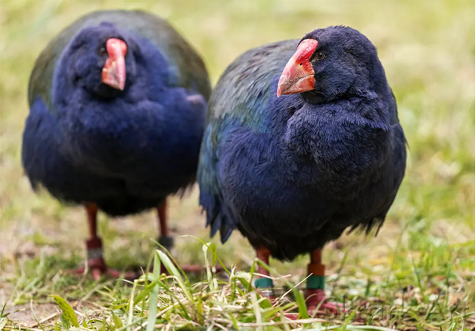 Photo of two takahe