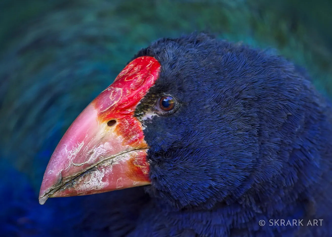 Profile photo of a takahe close-up