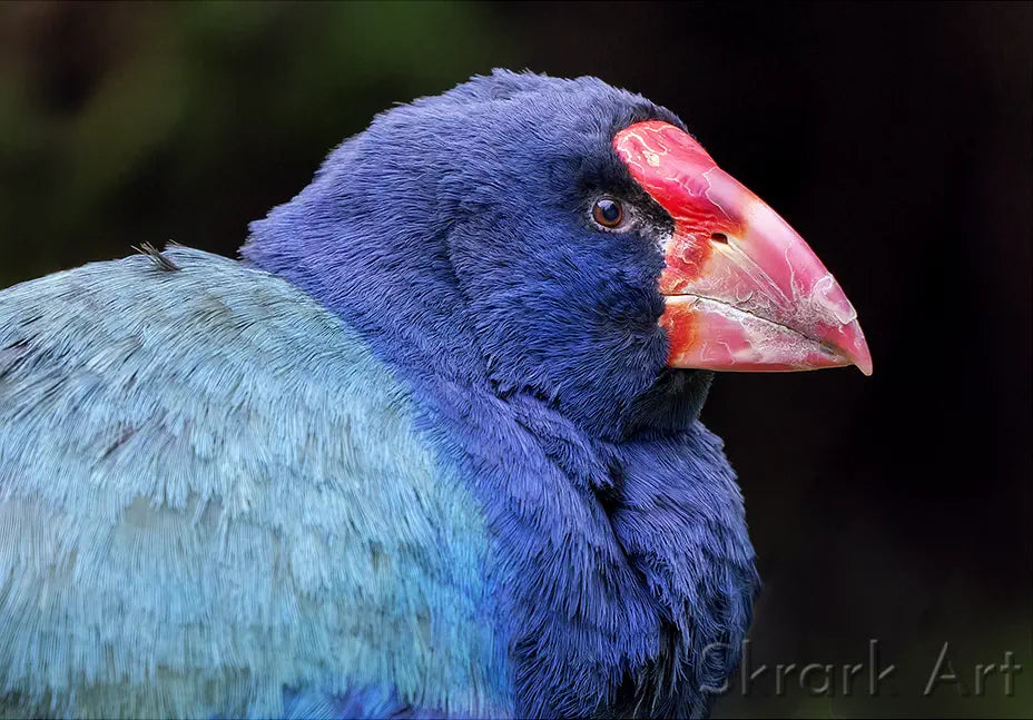 takahe in profile