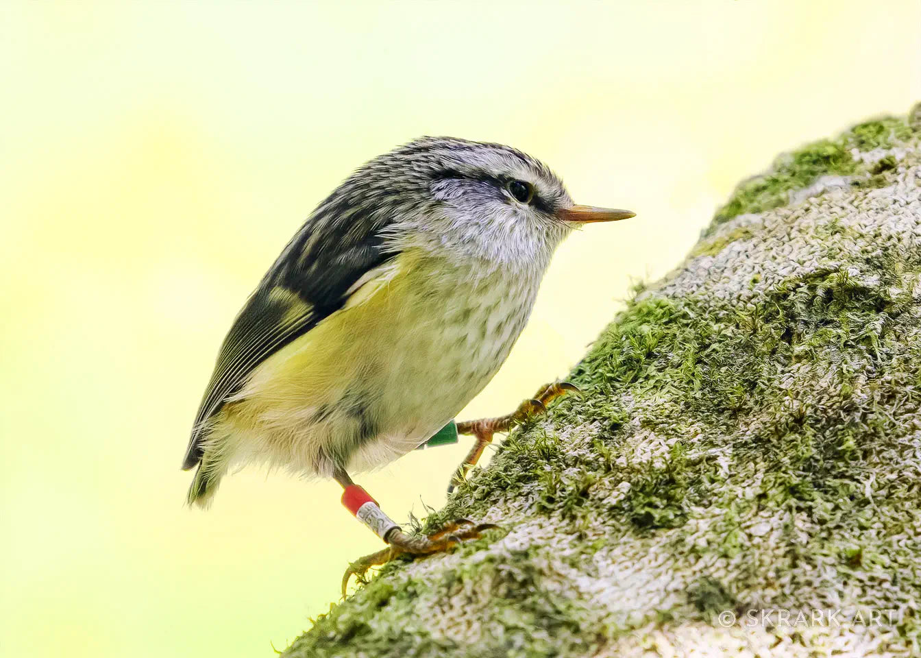 A tiny titipounamu or rifleman climbs up a mossy branch