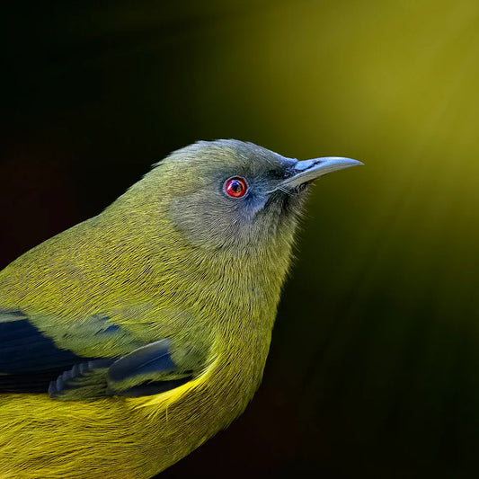 A photo of a korimako or bellbird in profile with a burst of sunlight