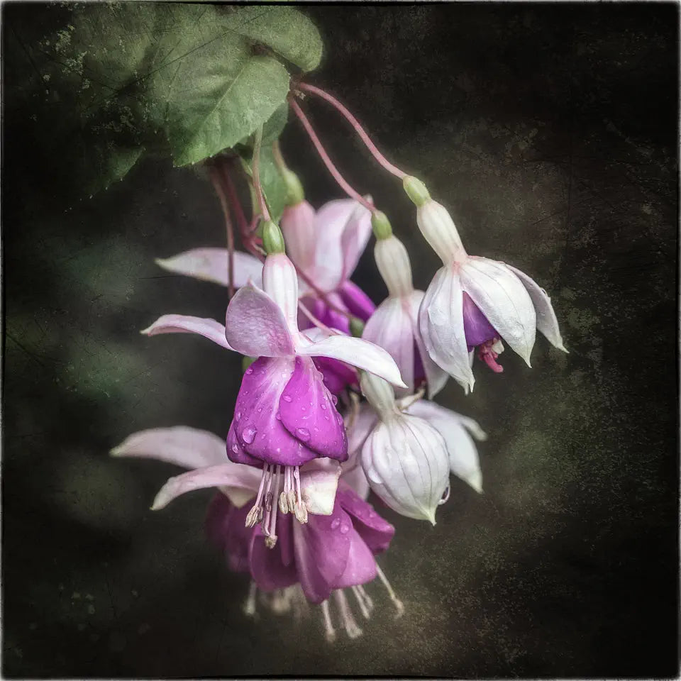 A textured photograph of pink and magenta fuchsia blossoms in a cluster