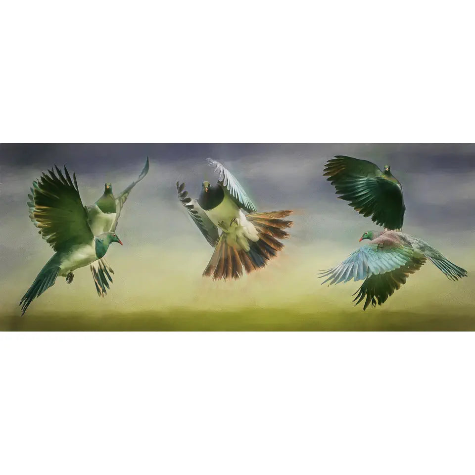 An artwork of 5 kereru pigeons in aerial courtship displays