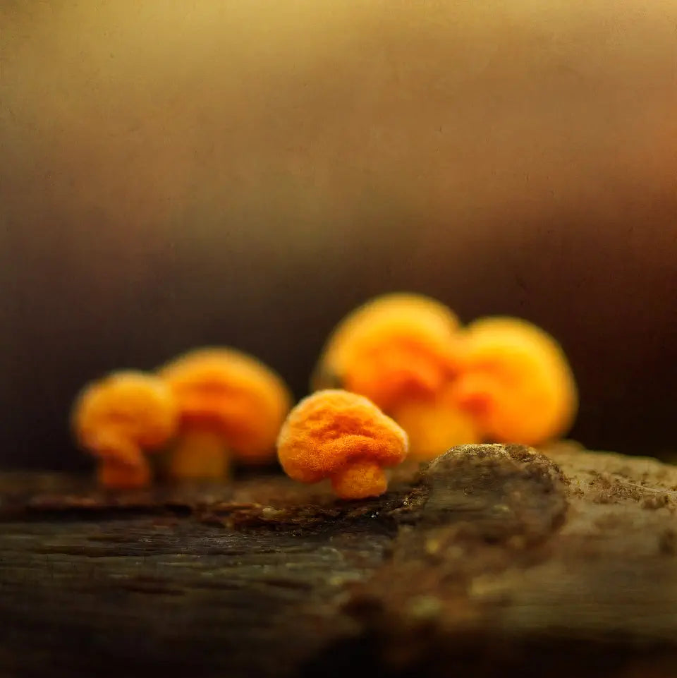 A soft focus photo of a tiny orange fungi backed by more orange fungi