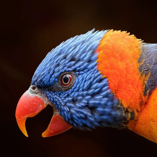 A close-up photograph of a rainbow lorikeet in profile