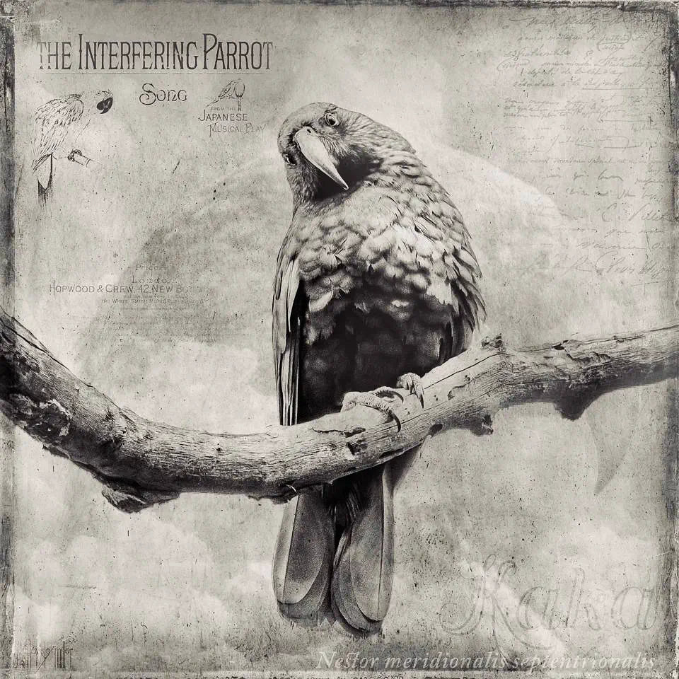 The Interfering Parrot - fine art print